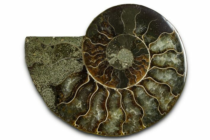 Cut & Polished Ammonite Fossil (Half) - Madagascar #377612